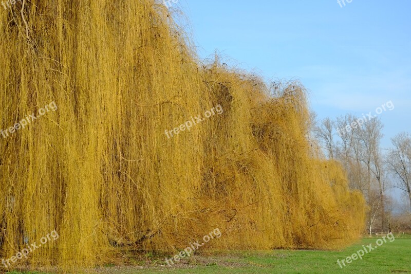 Weeping Willows Trees Pasture Salix Babylonica Salicaceae