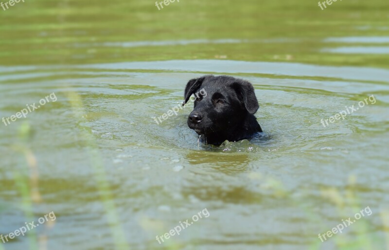 Puppy Swimming Summer Water Pet