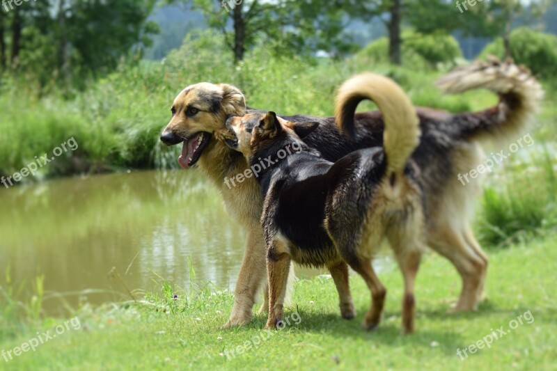 Dogs Playing Dogs Playing Pet Happy