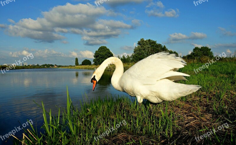 Swan Bird Waterbird Waterfowl Cygnus