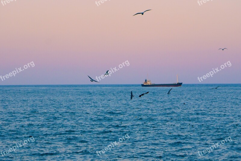 Sea Times Seagull Free Horizon