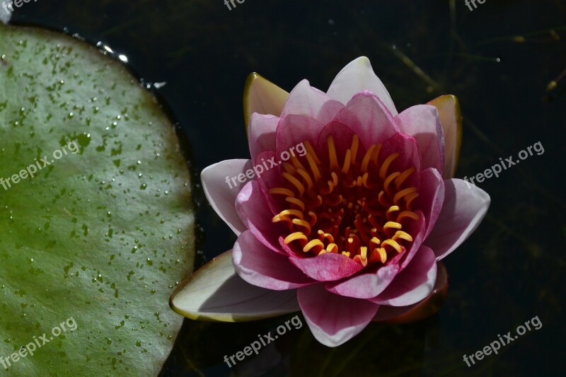 Water Lily Pink Te Pond Nature