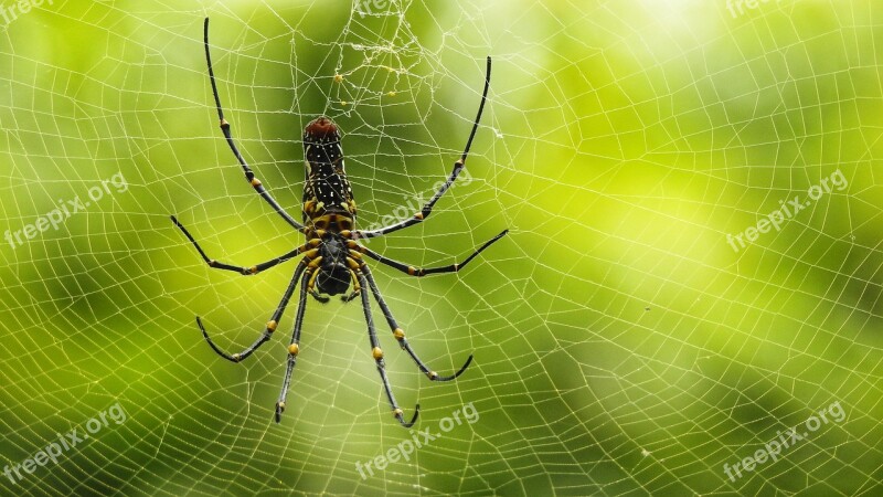 Indian Spider Net Creature Animal