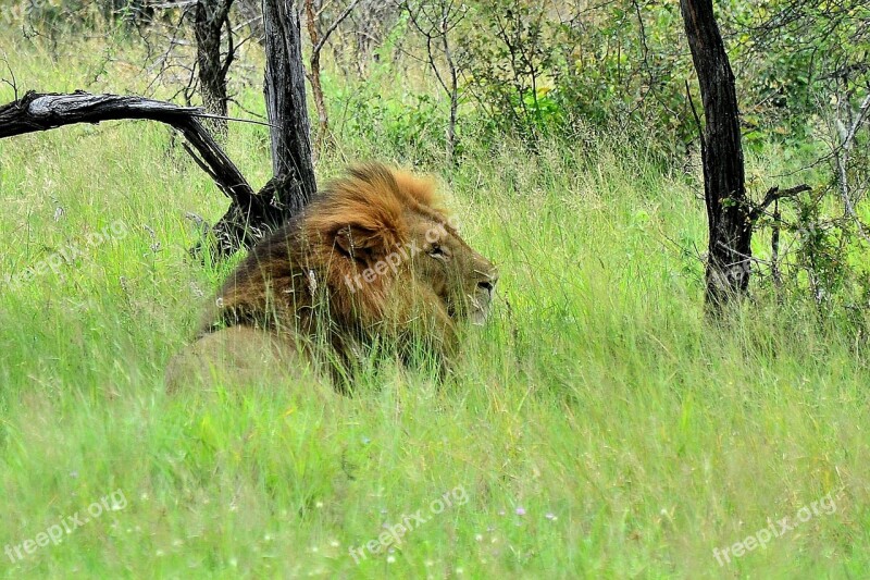 Lion Kruger National Park South Africa Free Photos