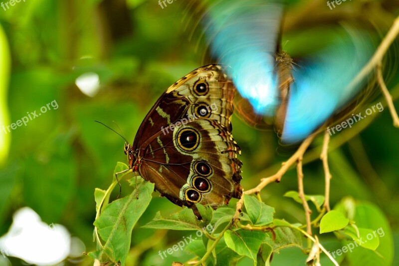 Butterfly Mainau Lake Constance Free Photos