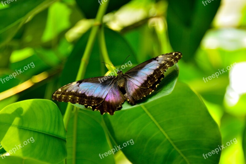 Butterfly Mainau Lake Constance Free Photos