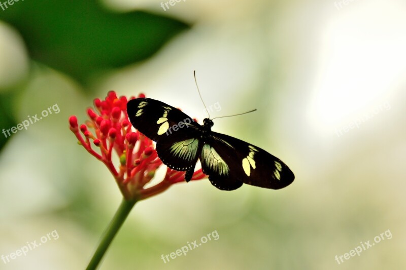 Butterfly Mainau Lake Constance Free Photos