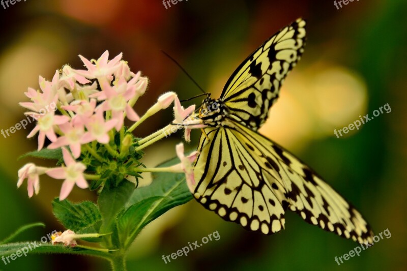 Butterfly Mainau Lake Constance Free Photos