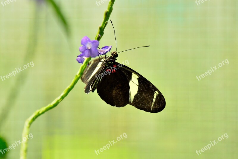 Butterfly Mainau Lake Constance Free Photos