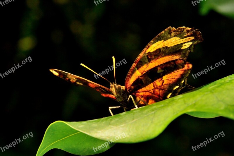 Butterfly Mainau Lake Constance Free Photos