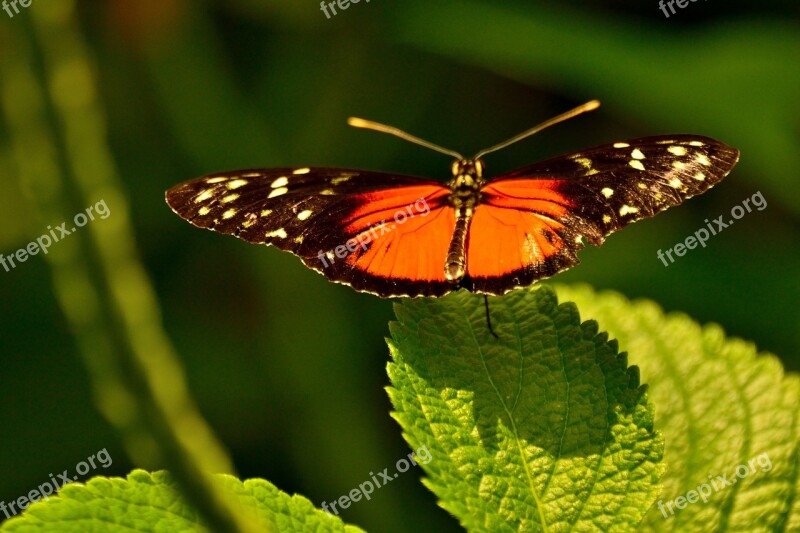 Butterfly Mainau Lake Constance Free Photos