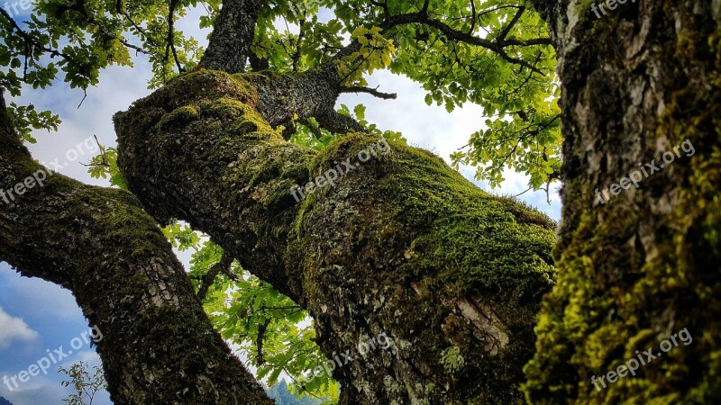 Oak Tree Nature Bosnia And Herzegovina Free Photos