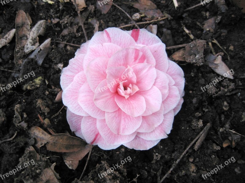 Blossom Bloom Camellia Pink Camellia Flower