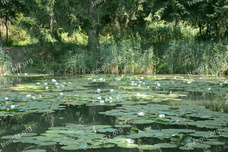 Waterlilies Lake South Tyrol Free Photos