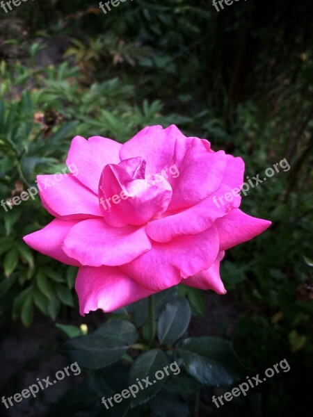 Rose Nature Flower Tender Luxury