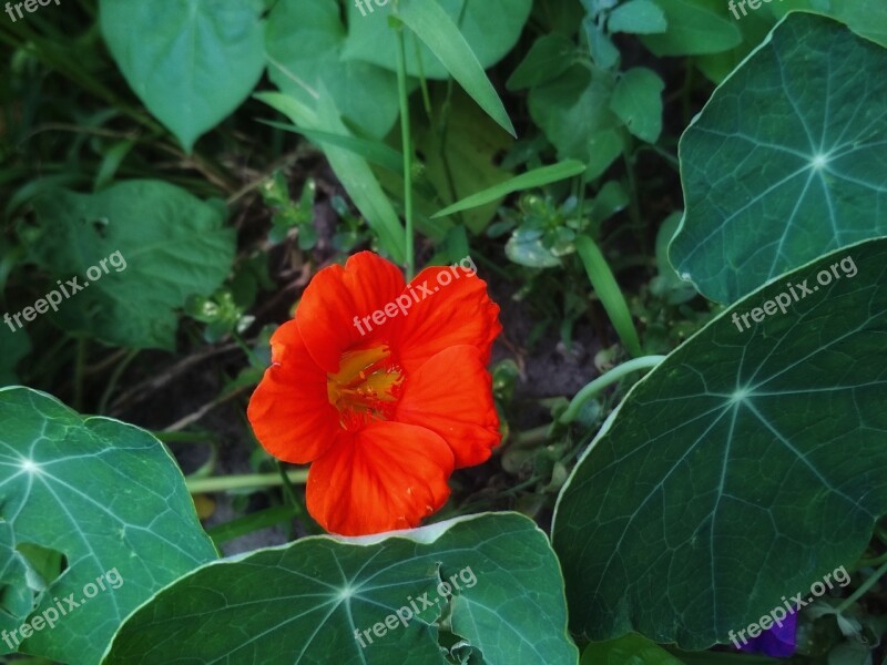 Flower Nasturtium Orange Red Flora