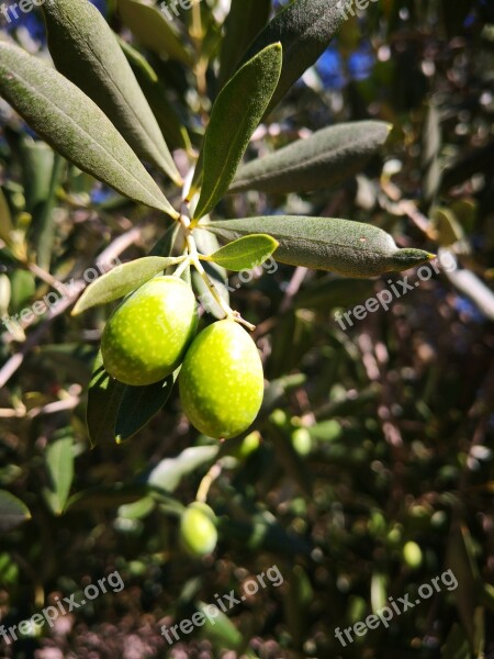 Olive Green Olive Tree Oil Olive Oil