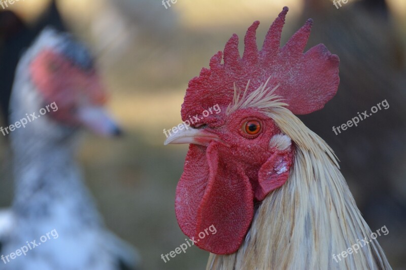 Cock Crete Poultry Red Bird