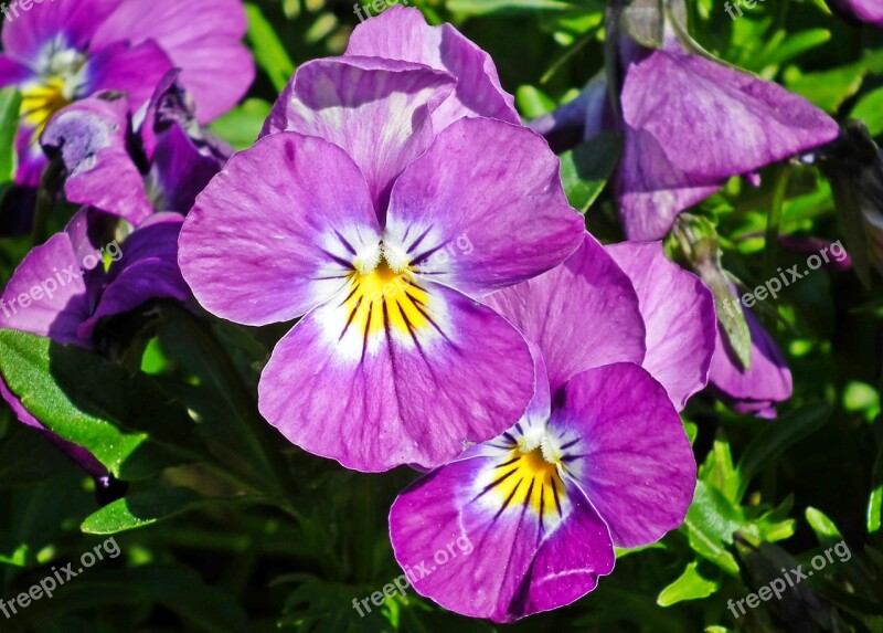 Flowers Pansies Garden Spring Nature