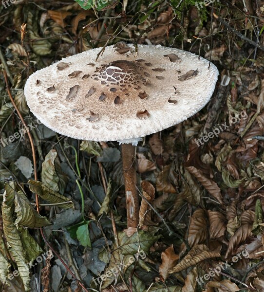 Nature Forest Ground Mushroom Brown