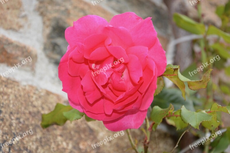 Pink Flower Rosebush Garden Nature Romantic