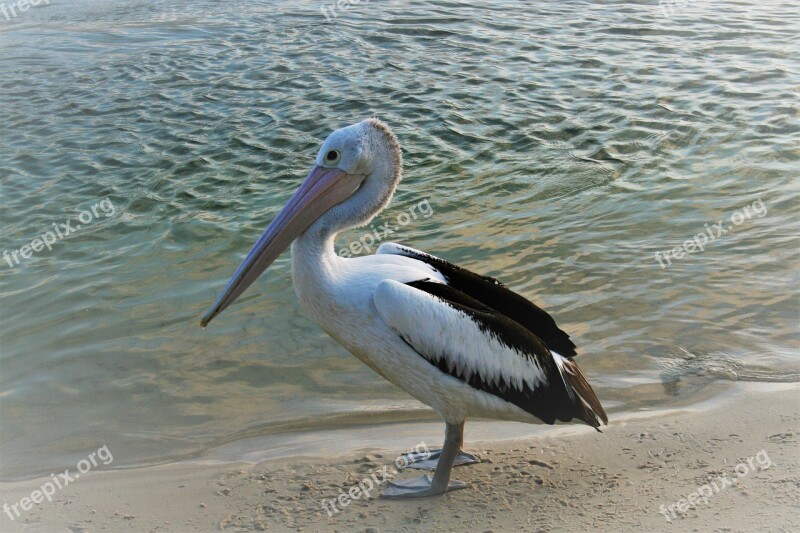 Pelican Bird Beach Water Nature