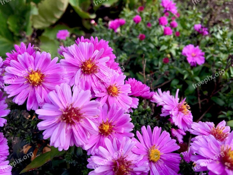 Flower Herbstastern Asters Purple Flowers