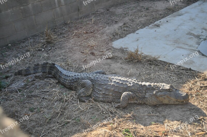 Alligator Animal Wild Free Photos