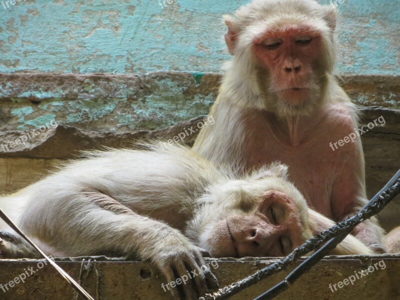 Monkey Varanasi India Street Animals