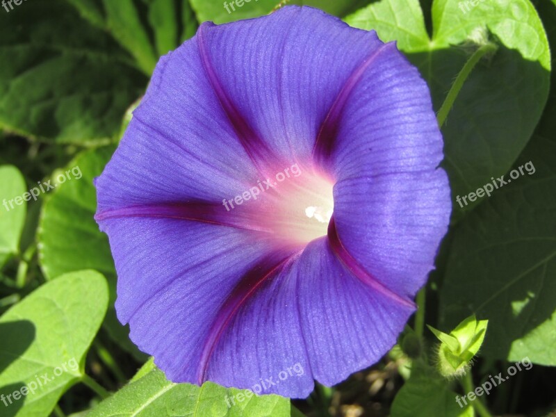 Morning Glory Violet Shines Macro Zoom