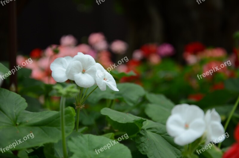 Flower The Leaves Spike Tree Free Photos