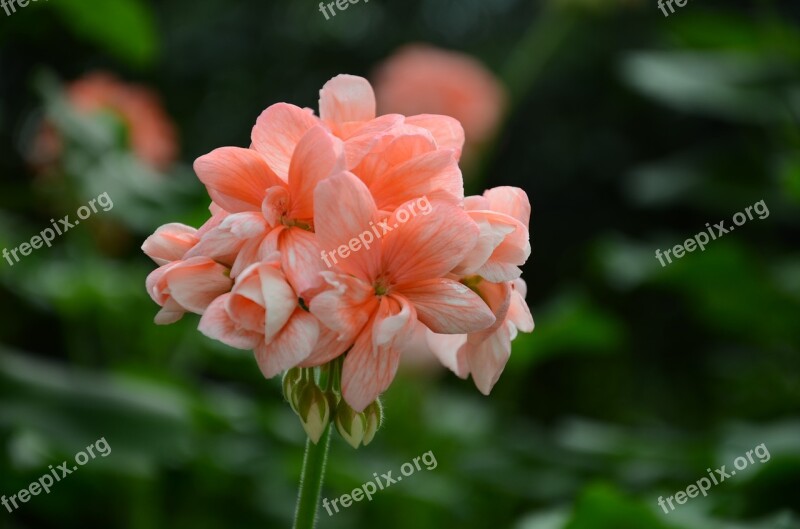 Flower The Leaves Spike Tree Free Photos