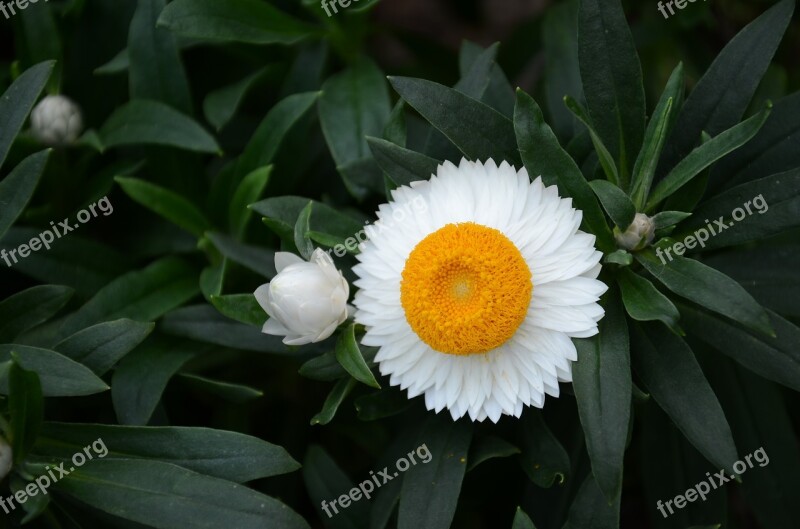 Flower The Leaves Spike Tree Free Photos