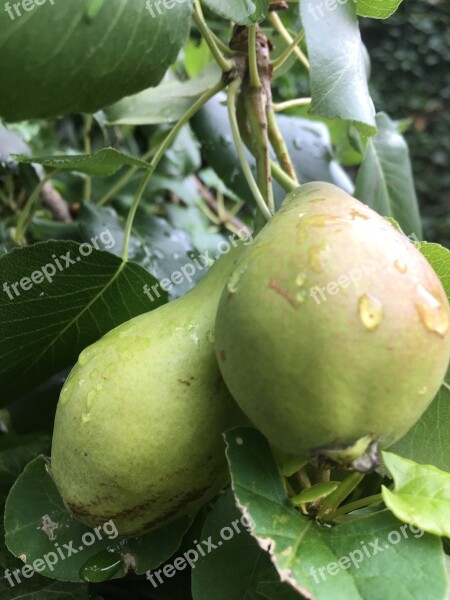 Fruit Pear Food Morgentau Fruit Tree