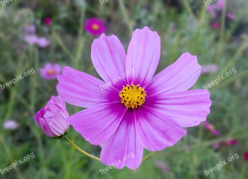 Cosmos Autumn Bright Blossom Pink Flower