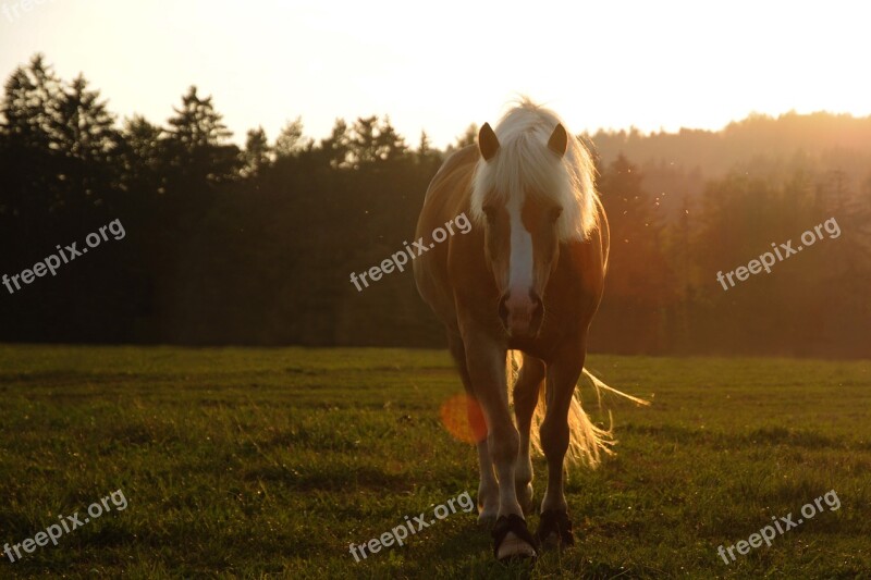 Horse Animal Pasture Nature Meadow