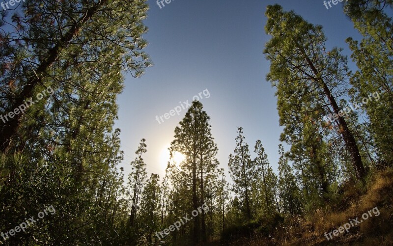 Forest Forests Pine Forest Pine Nature