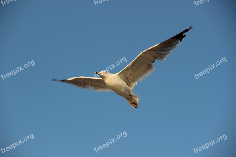 Sky Bird Fly Airfare Free Photos