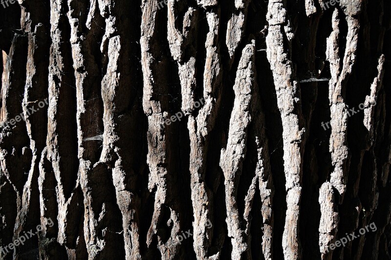 Tree Bark Nature Wood Log