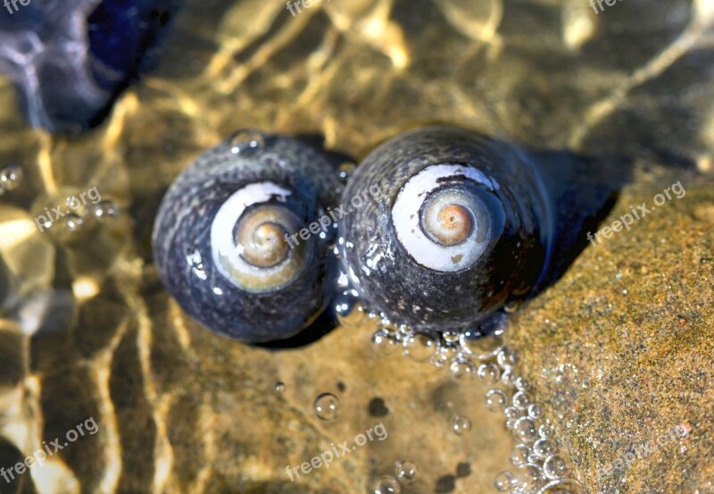 Shells Lajolla Sandiego Nature Ocean