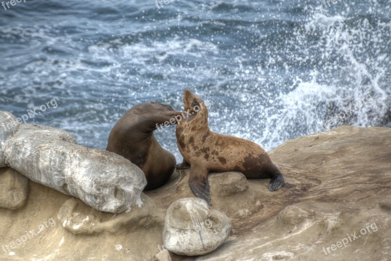 Seals Lajolla Sandiego Kiss Ocean