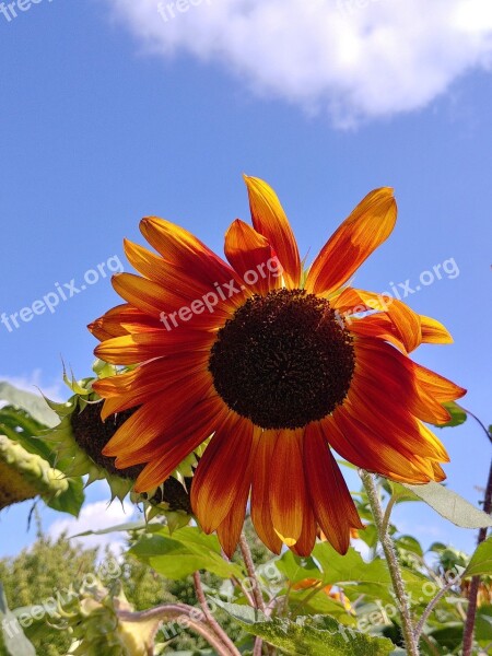 Summer Sunflower Yellow Flower Clear