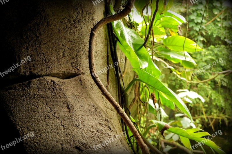 Jungle Entwine Rock Tropical Rainforest