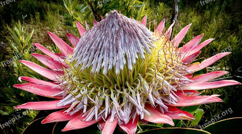 Protea King Protea Flower Bloom Nature