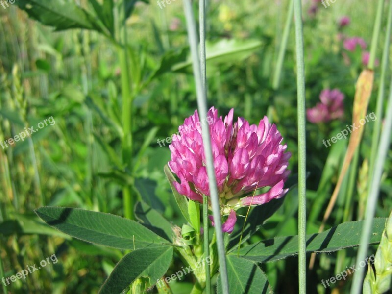 Nature Summer Clover Meadow Flowers