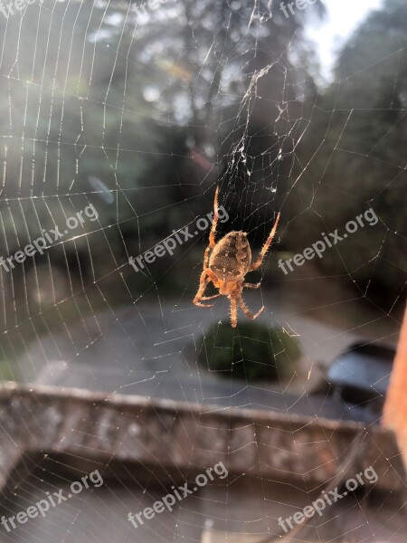 Spider Web Scary Nature Cobweb