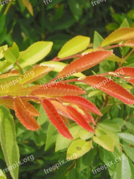 Leaves Orange Green Landscape Colorful