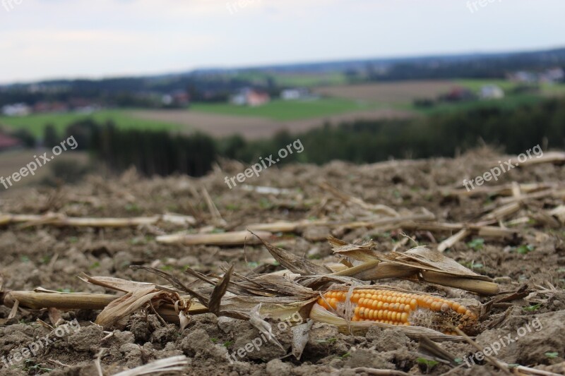 Corn Field Nature Harvest Landscape