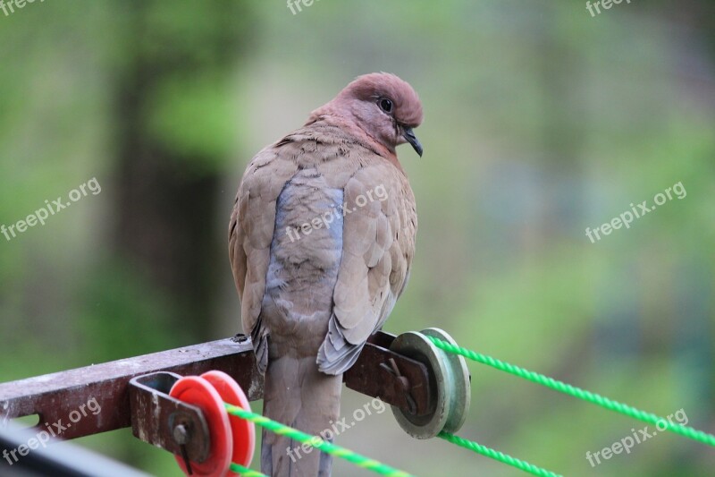 Birds Garlasco Bird Throat Tashkent