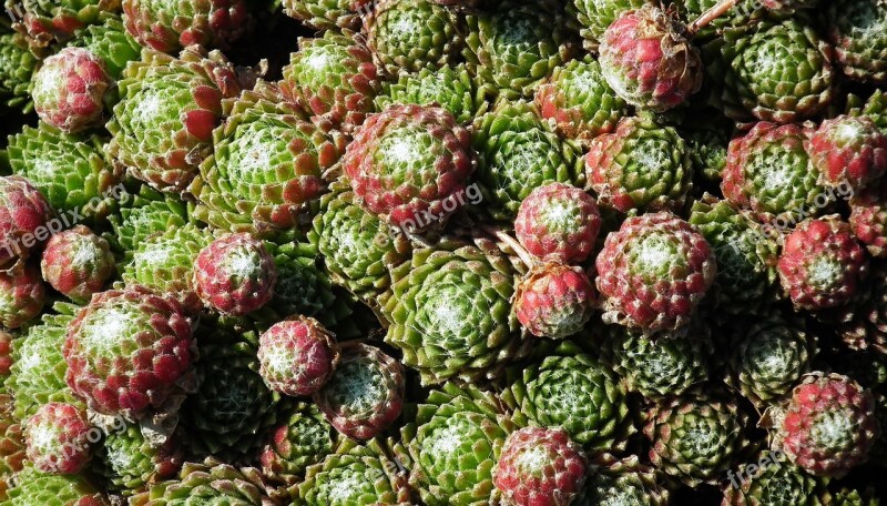 Plant Rojnik Macro Nature Green